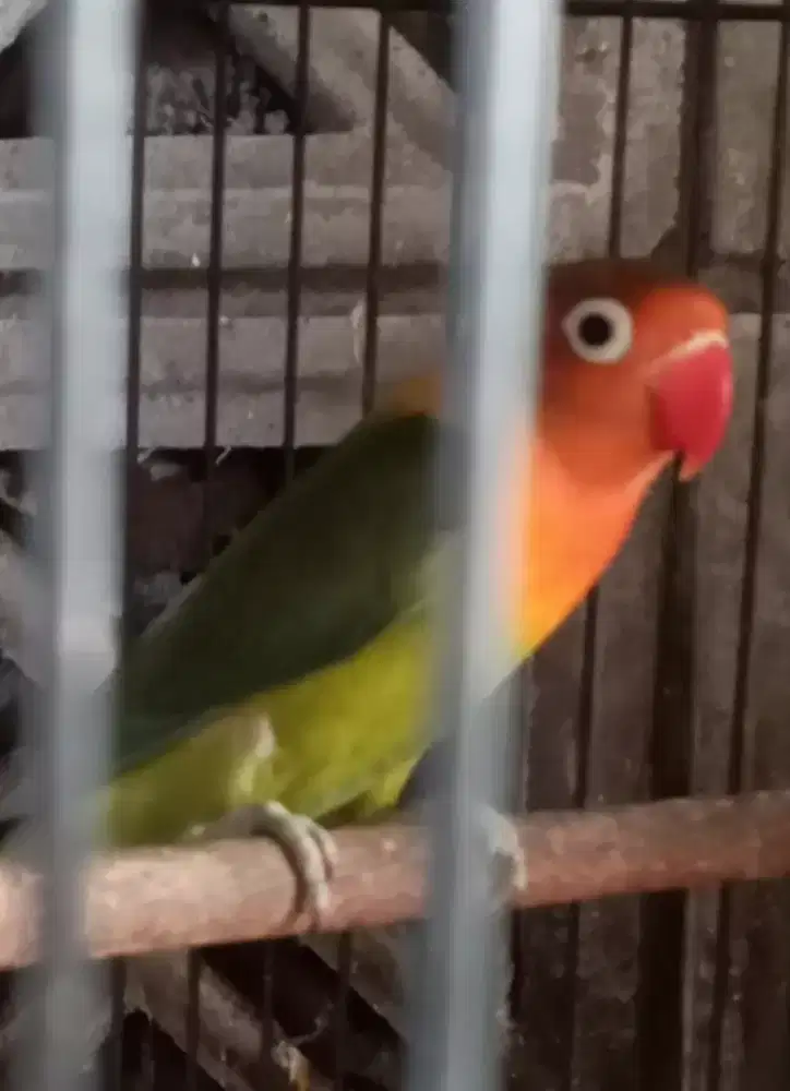 Di jual burung Lovebird paud ijo siapan nuktok