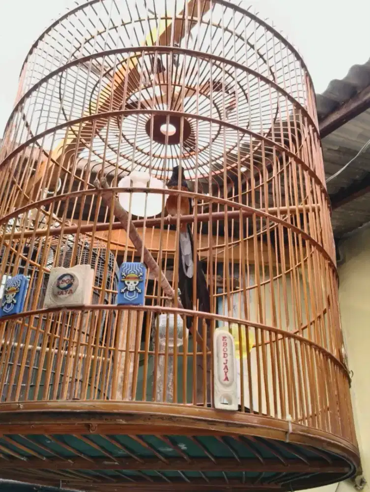 Borongan Murai 2 Ekor Fullset