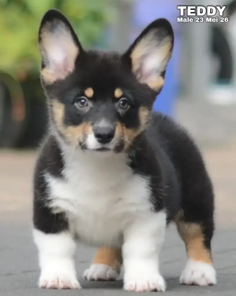 Corgi tricolor jantan •TEDDY•
