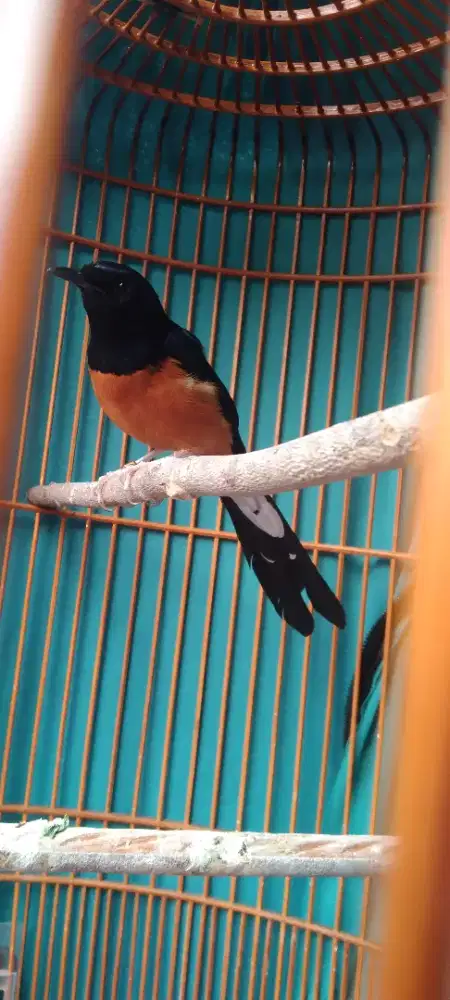 burung murai batu