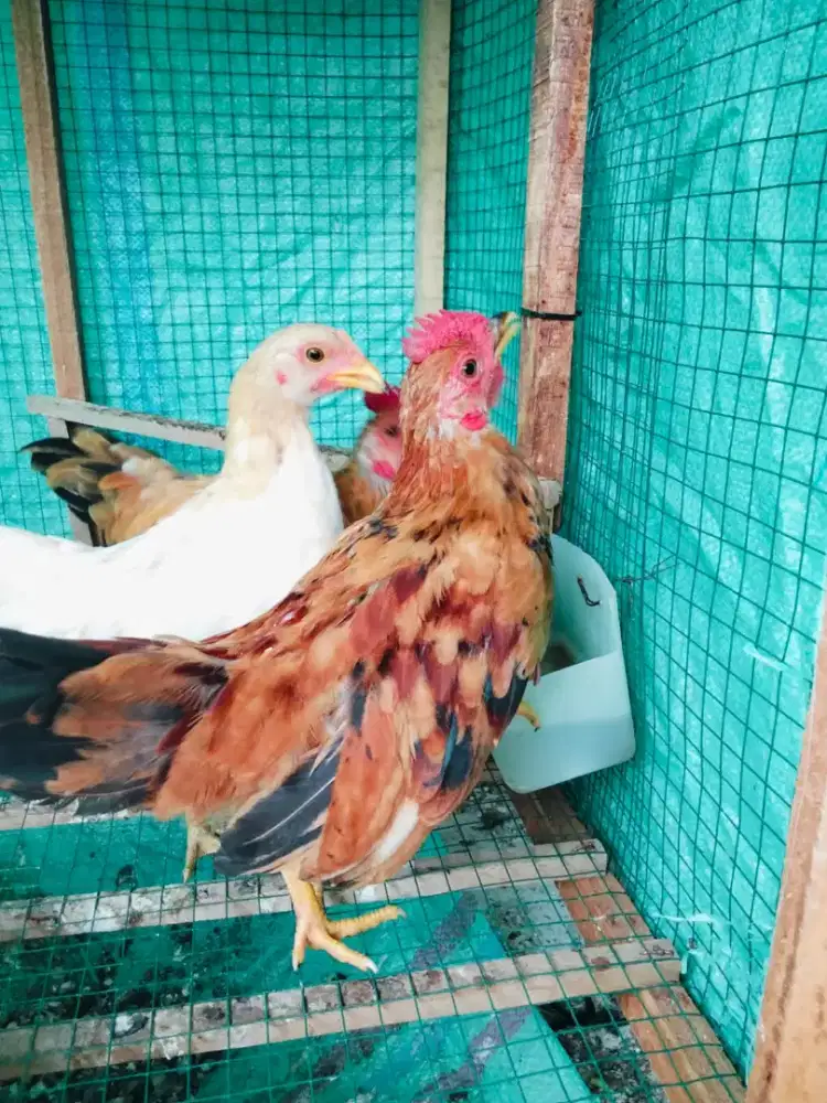 Ayam Kate Remaja, sudah berkokok