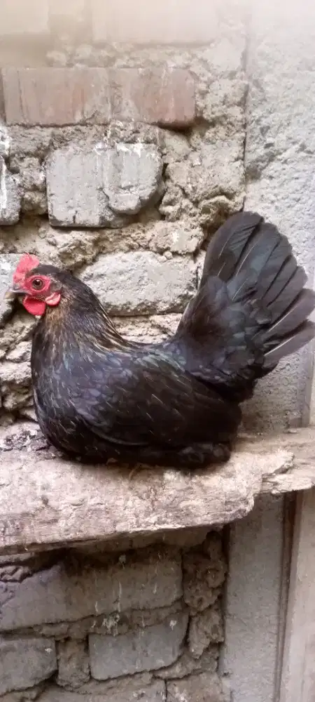 Ayam Kate Matamaram babon, siap bertelur,