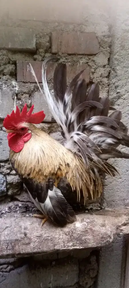 Ayam Kate Matamaram Jantan dewasa