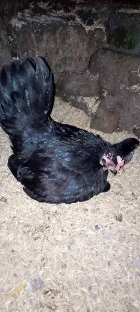 Ayam Kate ceper betina body mini, dengan 2 anak