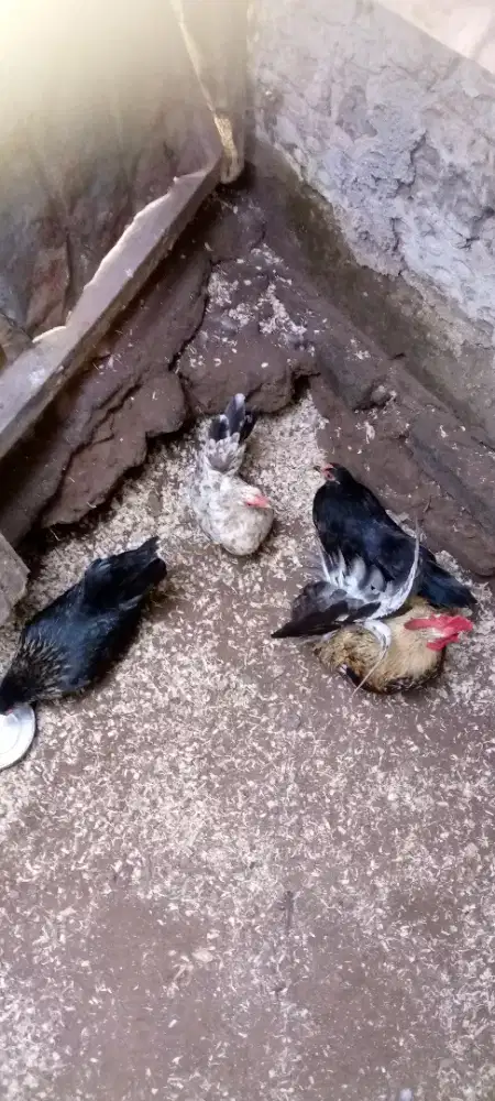 Ayam Kate matamaram betina remaja 3 ekor