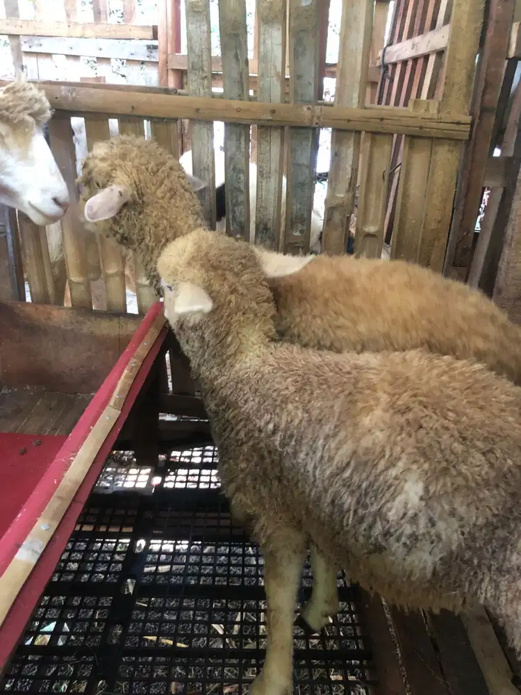 Domba Jantan Merino