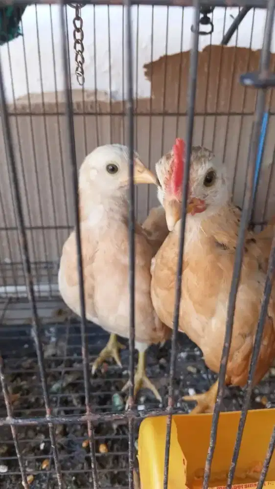 Anak ayam Kate, Sepasang