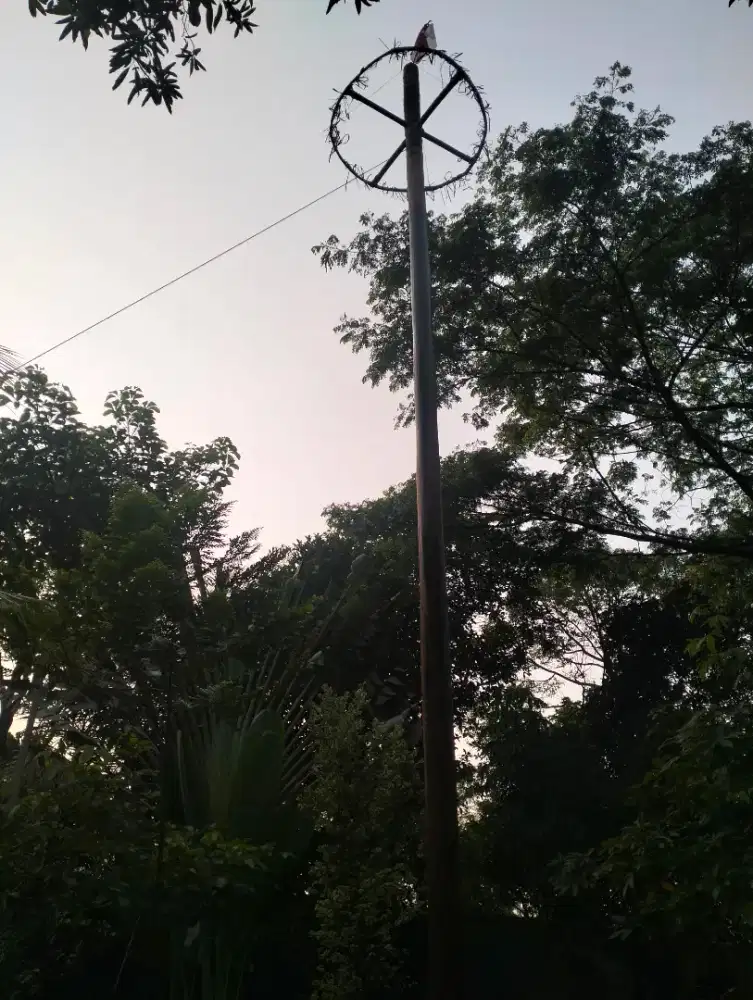 Pohon panjat pinang