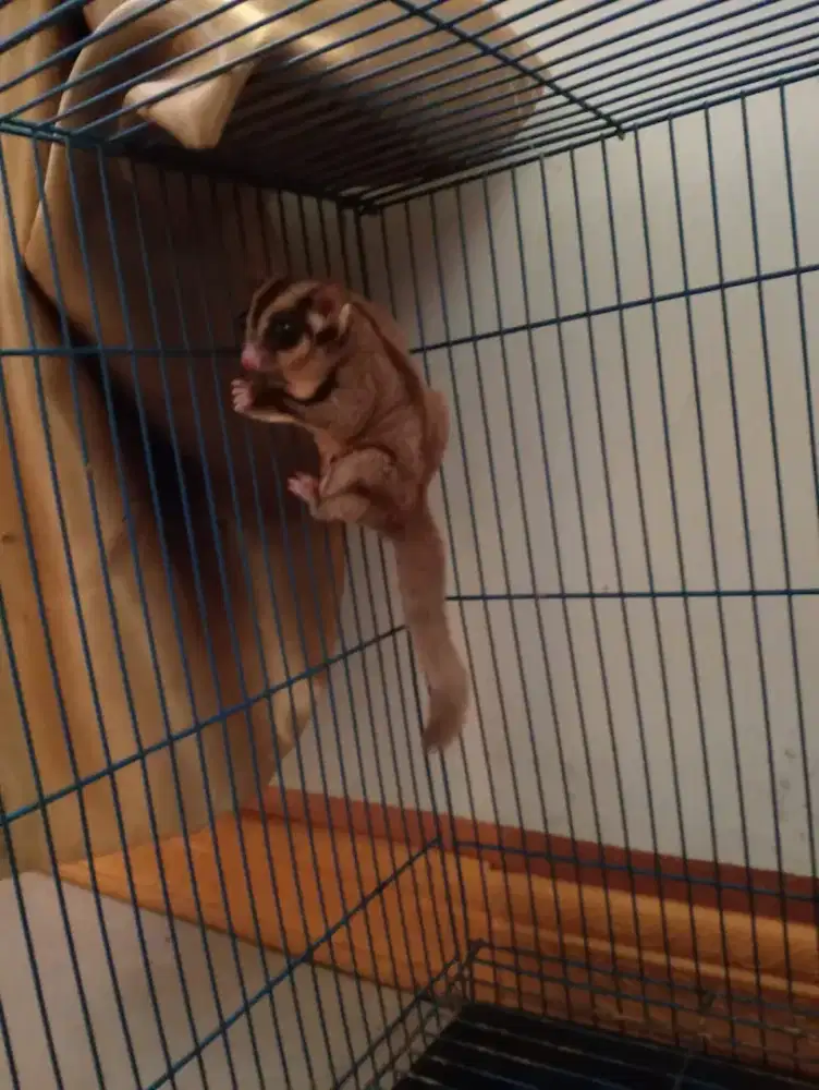 Di jual sugar glider