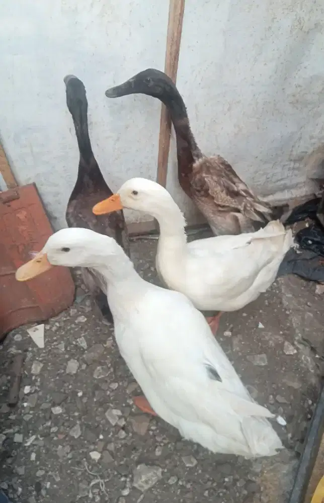 Bebek hybrid & Bebek kampung