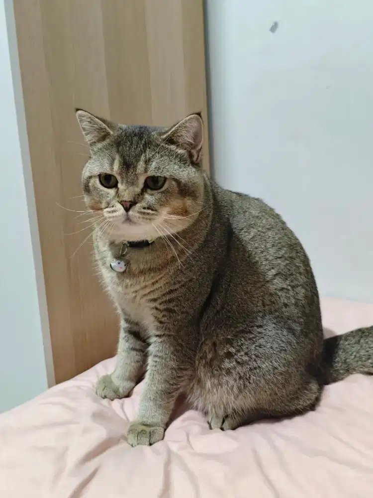 Adopt Kucing BSH mix