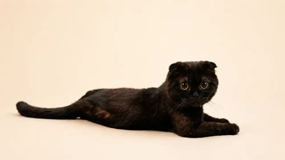 BT Sphynx sama Scootish Double Fold Jantan
