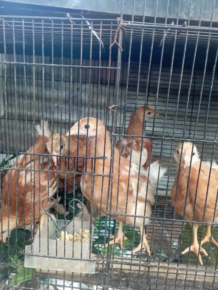 Ayam petelur umur 7 minggu