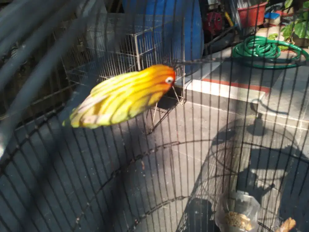 Dibutuhkan burung Love Bird partai banyak