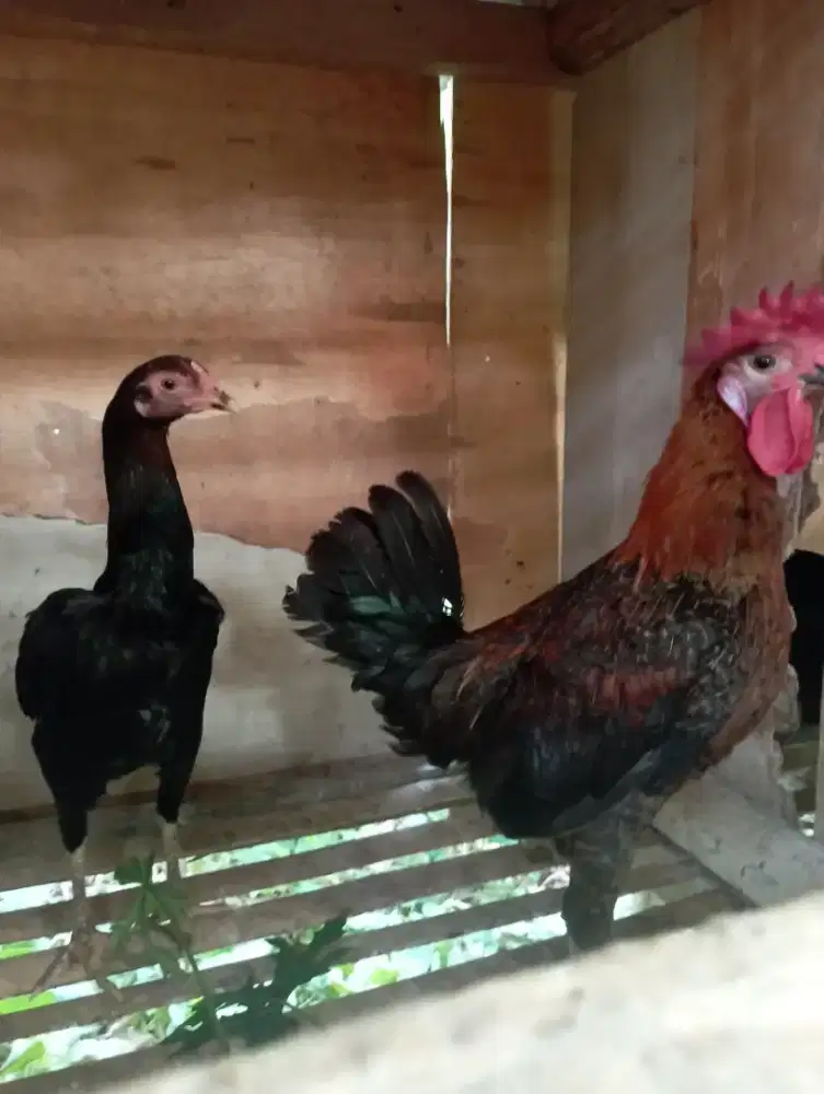 Ayam kampung sepasang