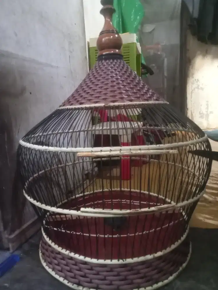 Sangkar tekukur baru