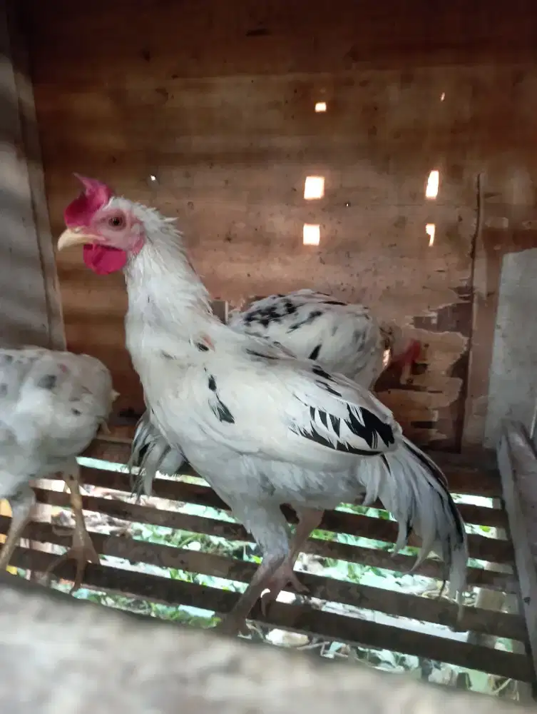 Ayam jago kampung 5 bulanan
