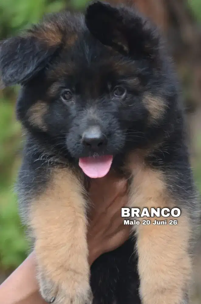 Herder blacktan jantan •BRANCO•