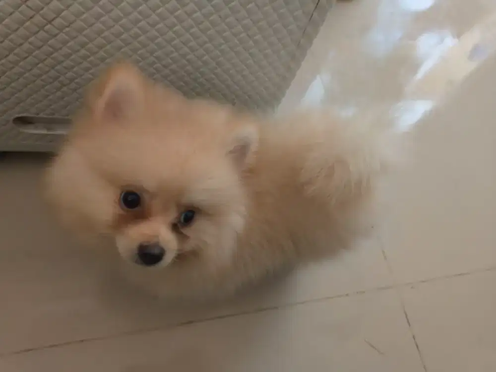 Anak anjing mini pom