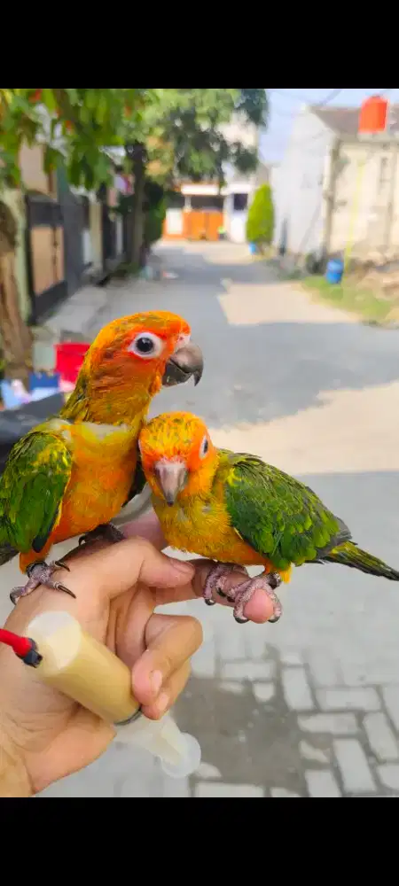 Baby sunconure dna betina