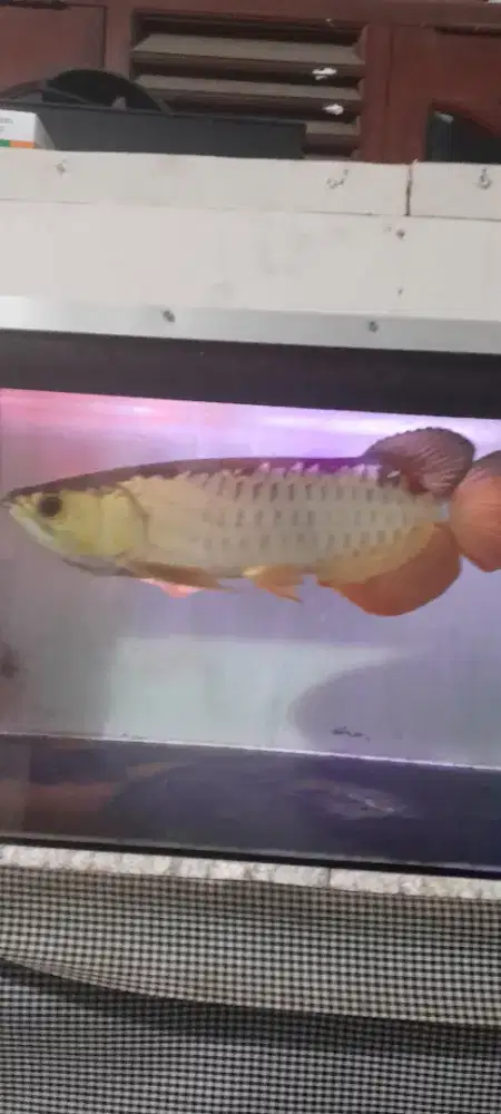 Jual Arwana GOLDEN RED panjang 43cm  bersertifikat