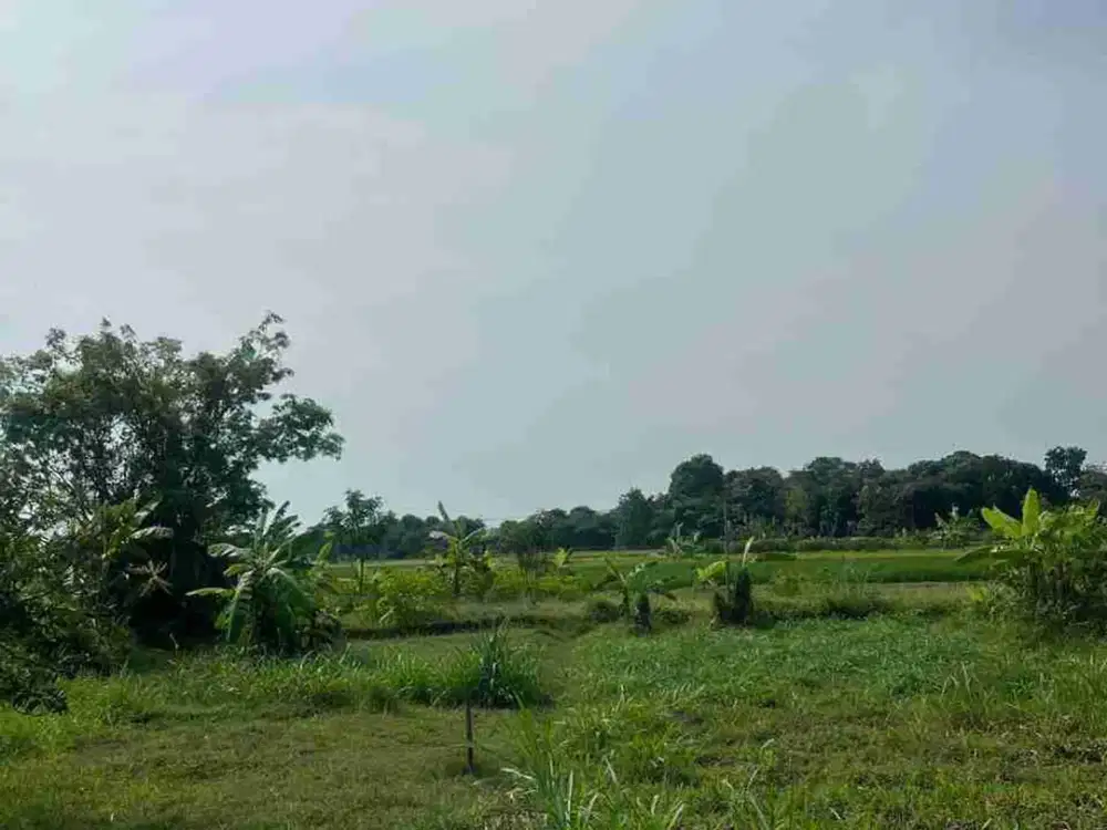 TEGAL KEDOKANSAYANG TARUB TANAH STRATEGIS DEKAT JALAN JUAL MURAH