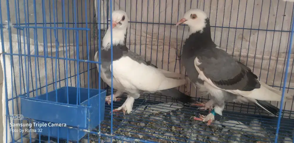 Merpati/dara blantong jembros