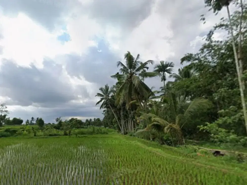 Tanah sawah produktif di Batukliang Lombok Tengah