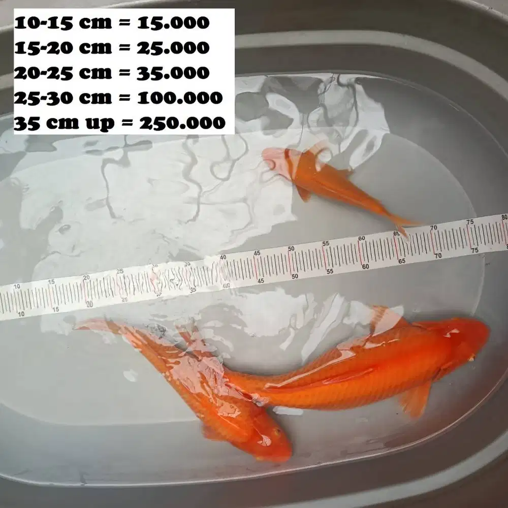 ikan koi jumbo kohaku shiro chagoi karasi shusui showa karasu sanke