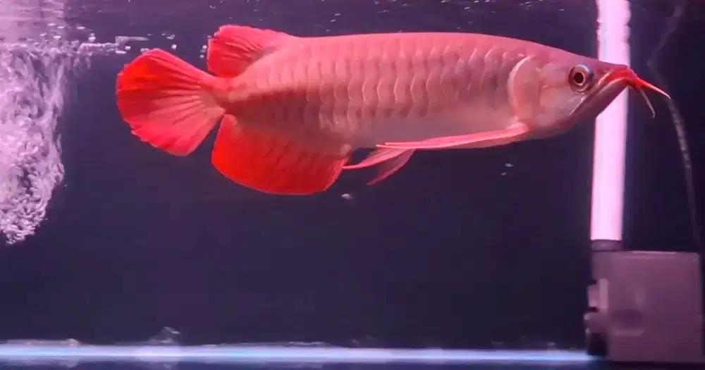 Arwana super red ITL