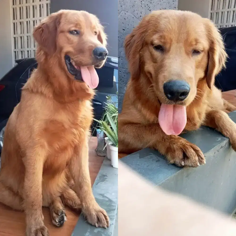 Golden Retriever jantan