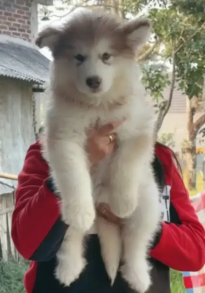 Alaskan Malamute