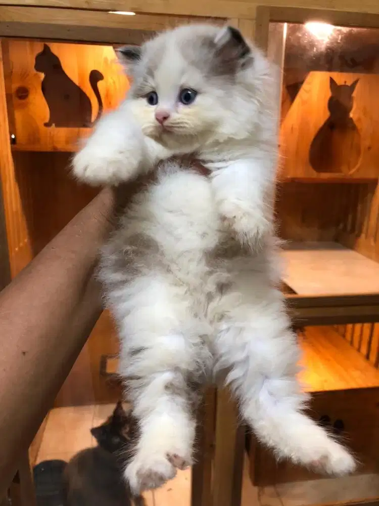 KUCING RAS RAGDOLL