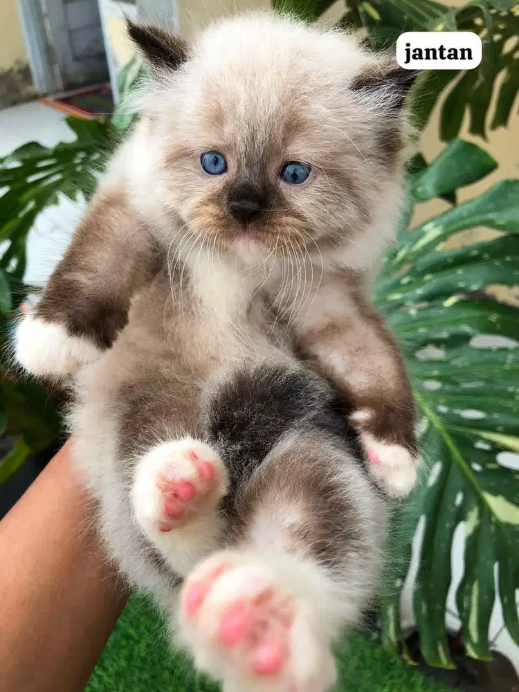 KUCING RAS RAGDOLL