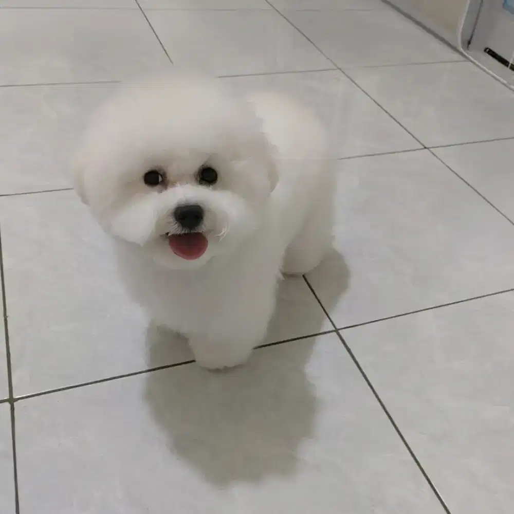 Mini Bichon Frise Female