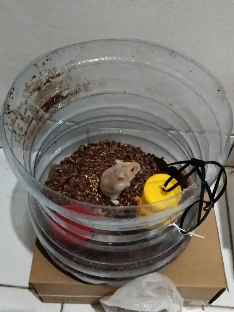 Dijual hamster plus kandangnya