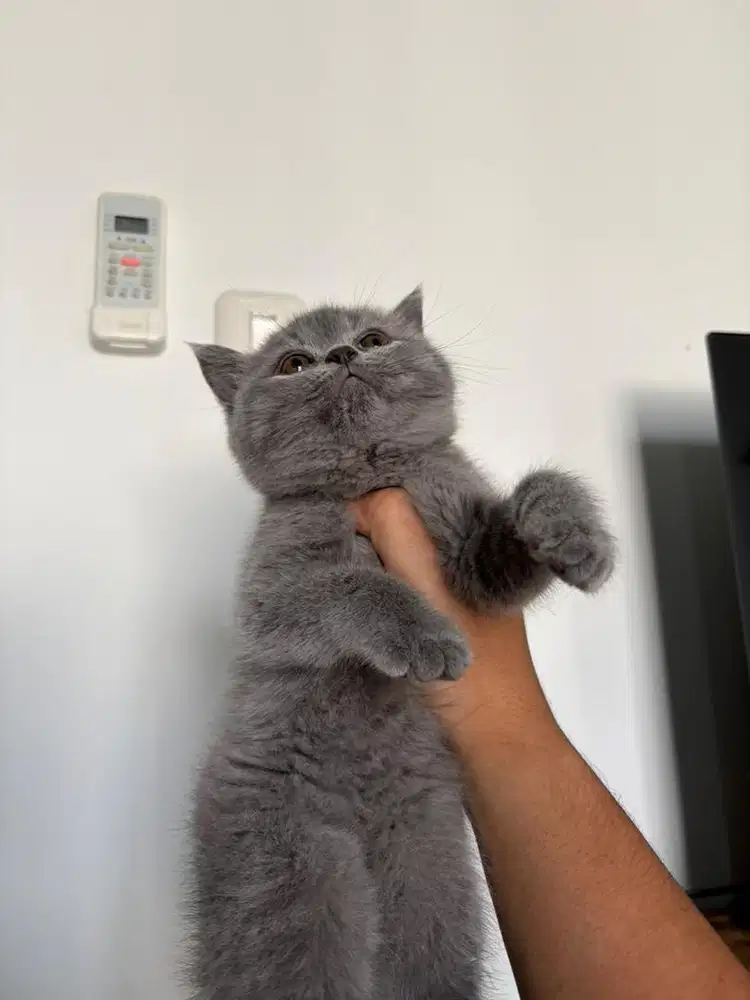 For adopt BSH british short hair
