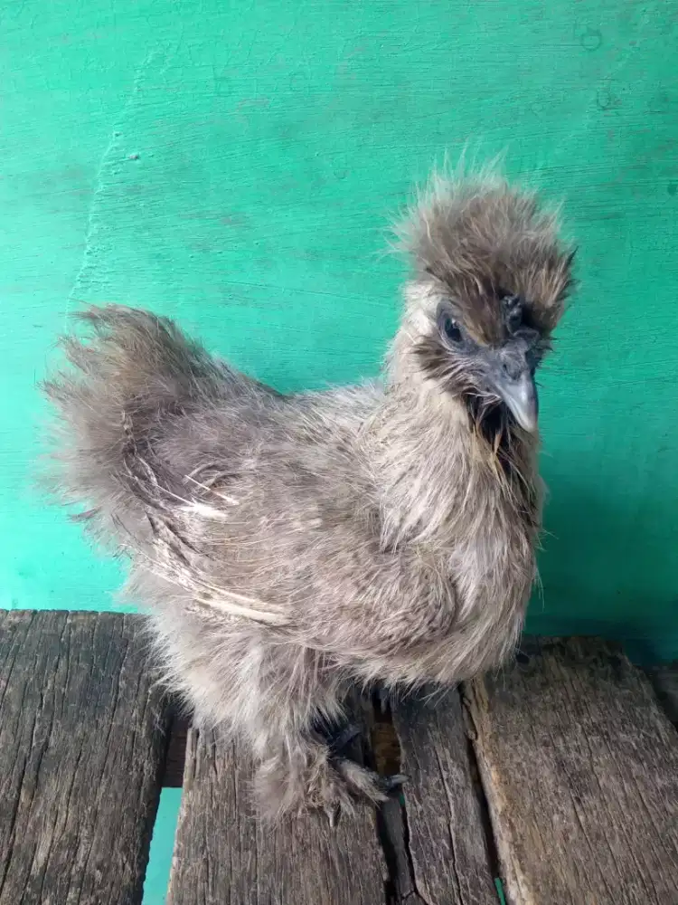 Sepasang ayam hias cantik