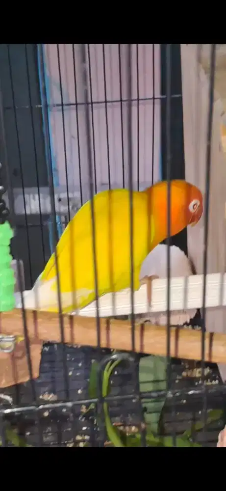 Lovebird Lutino Mata Merah Dewasa