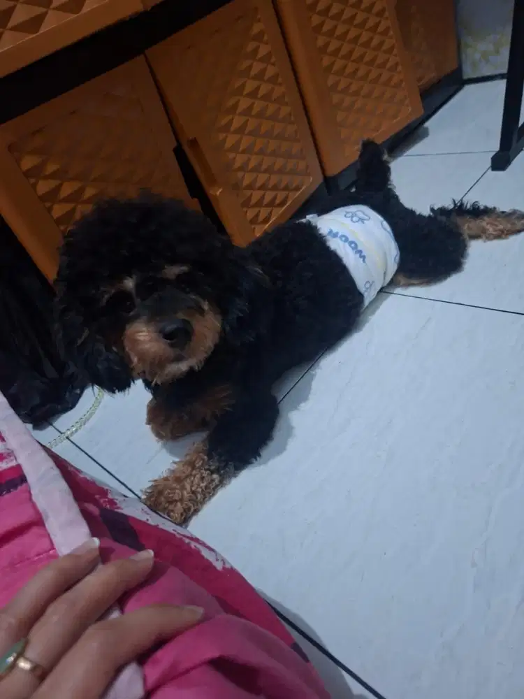 Anabul poodle jantan