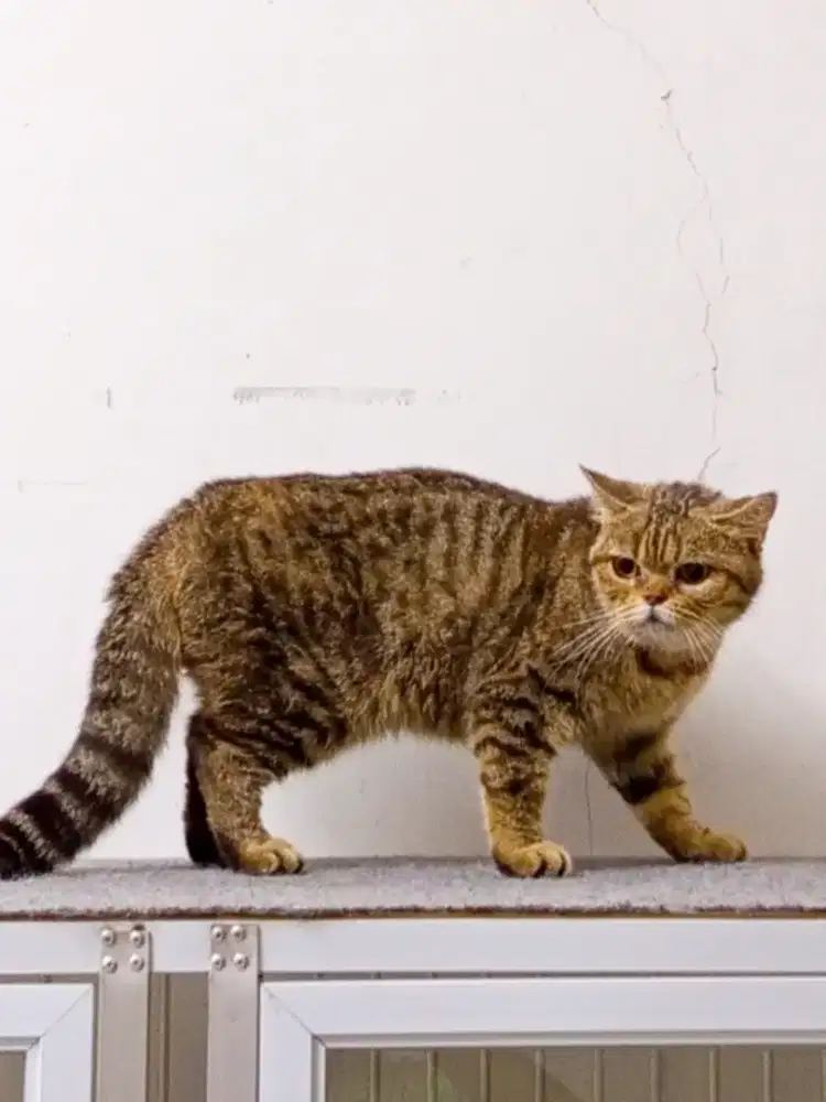 BSH golden black tabby