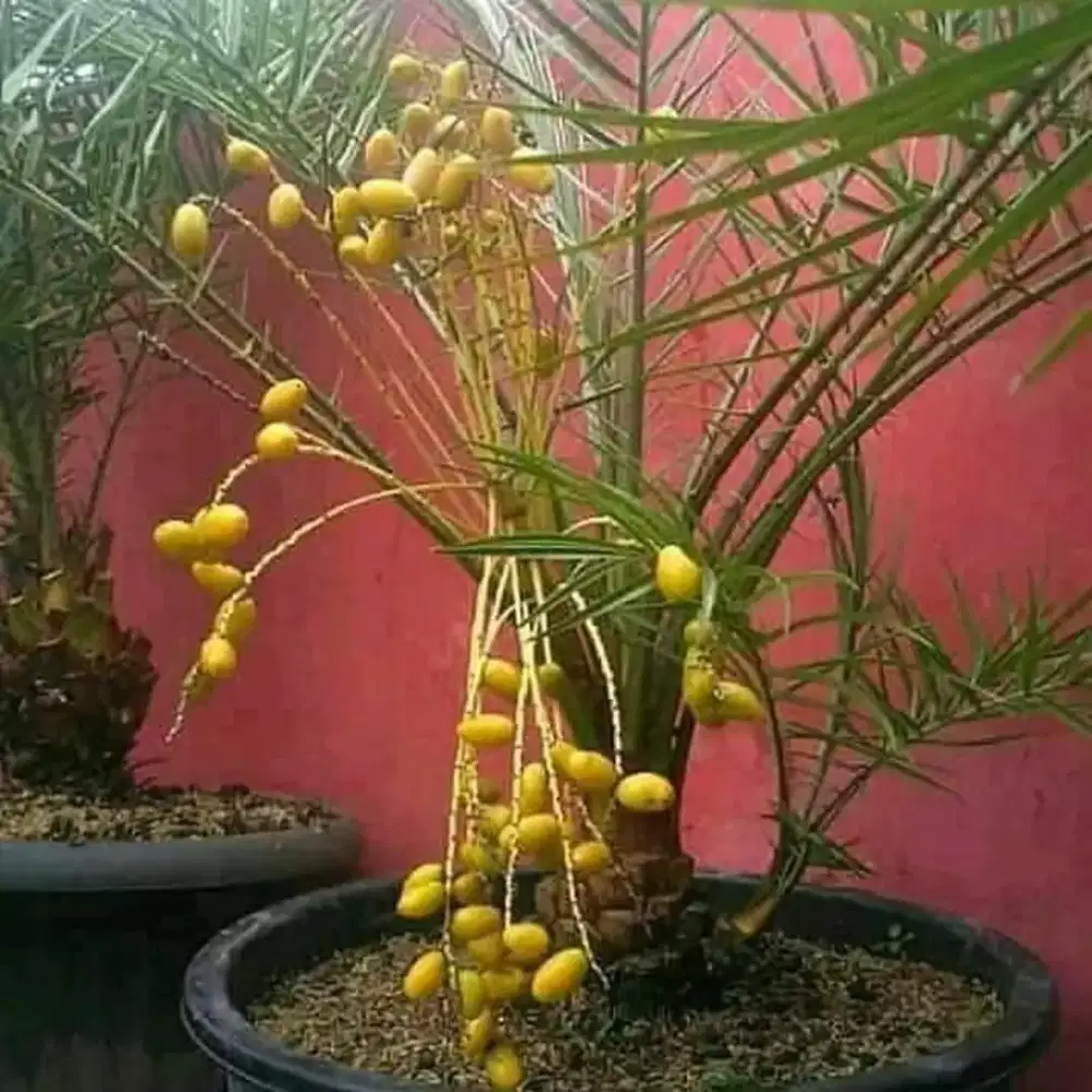 Bibit korma pohon korma ajwa dll ##