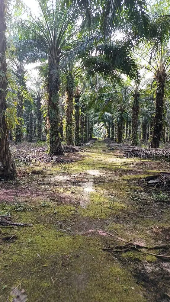 LOKER PERKEBUNAN SAWIT RESMI, GRATIS