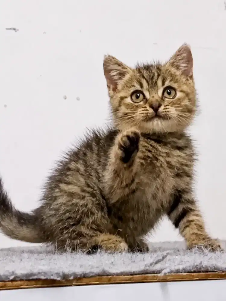 Kitten BSH golden black tabby