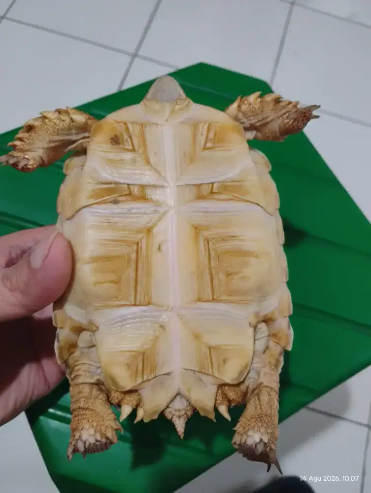 Jual 2 ekor kura2 darat Sulcata uk 13-14cm. Normal scute. Sehat