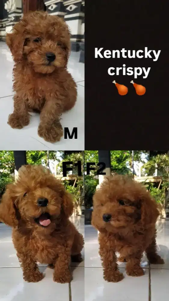 Red toy poodle puppy
