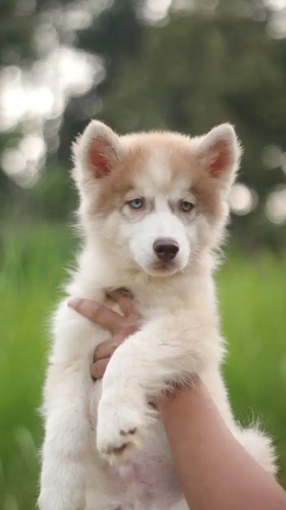 Siberian husky jantan