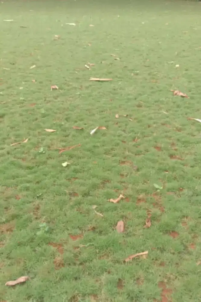 Rumput gajah mini