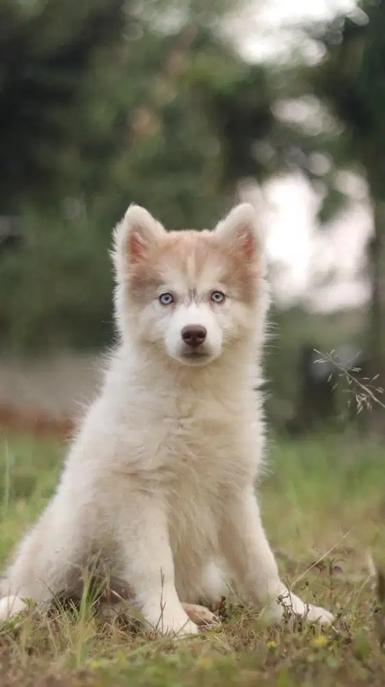 SIBERIAN HUSKY FEMALE