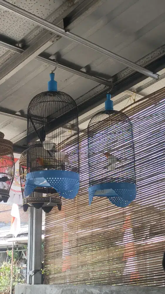 Jual burung lebet sepasang